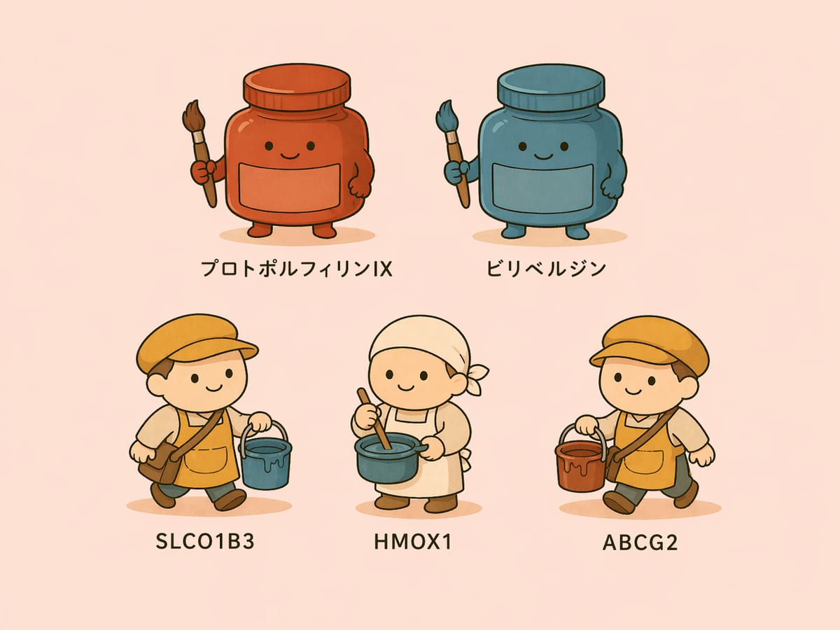 卵殻の色を決める5人の登場人物:プロトポルフィリンIX(茶のインク瓶)、ビリベルジン(青のインク瓶)、SLCO1B3(青を運ぶ郵便屋)、HMOX1(青を作る職人)、ABCG2(茶を運ぶ郵便屋)