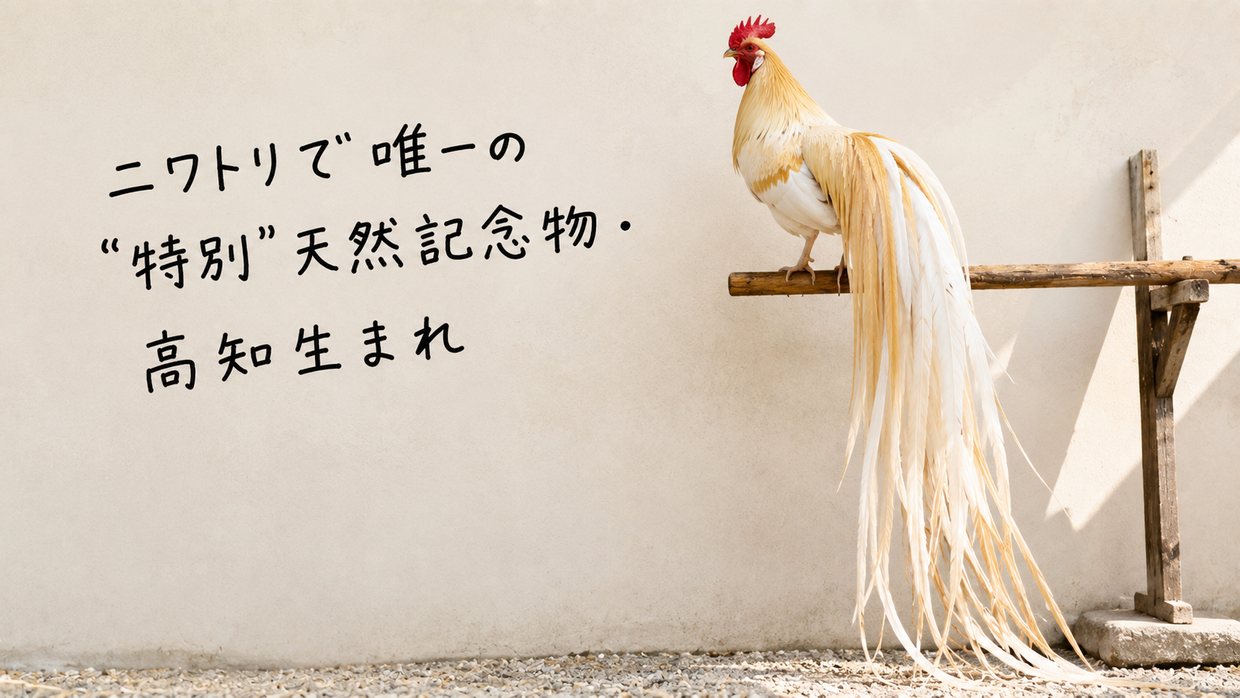 長い尾羽を地面まで垂らした白い雄のオナガドリの実写写真。黒い手書きの文字で「ニワトリで唯一の“特別”天然記念物・高知生まれ」