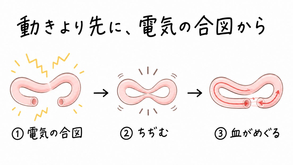 発生初期の、ループしかけた細い管のような心臓を左から右へ3コマで示す説明イラスト。左は管に電気のジグザグが走り(まだ動かない)、中は管全体が縮み、右は管の中を赤い血が流れる。手書きの文字で「動きより先に、電気の合図から」。