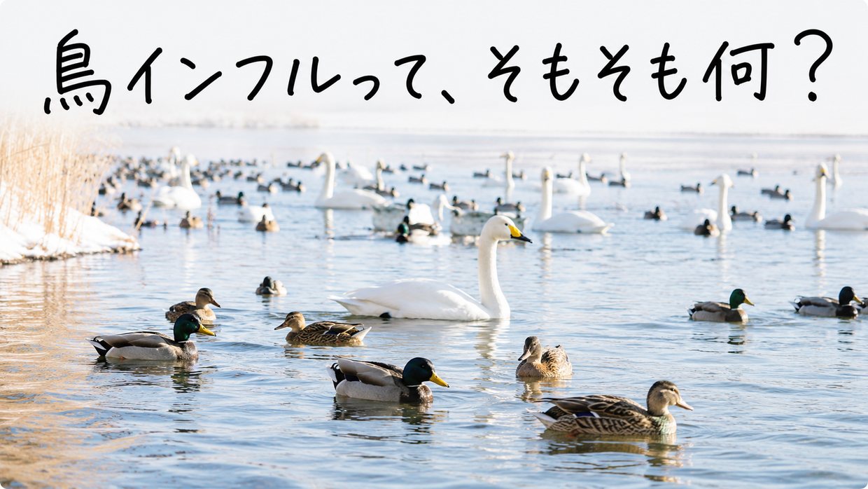 水辺に集まるカモなど水鳥の群れの実写写真。黒い手書きの文字で「鳥インフルって、そもそも何？」